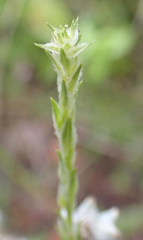 lusfrö Corispermum intermedium