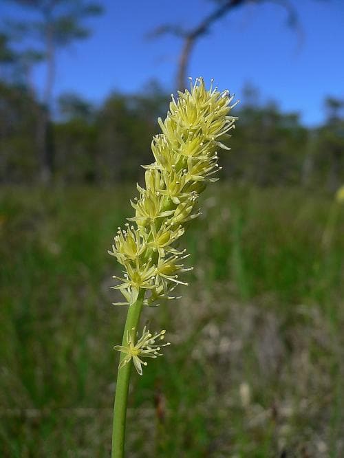 kärrlilja Tofieldia calyculata