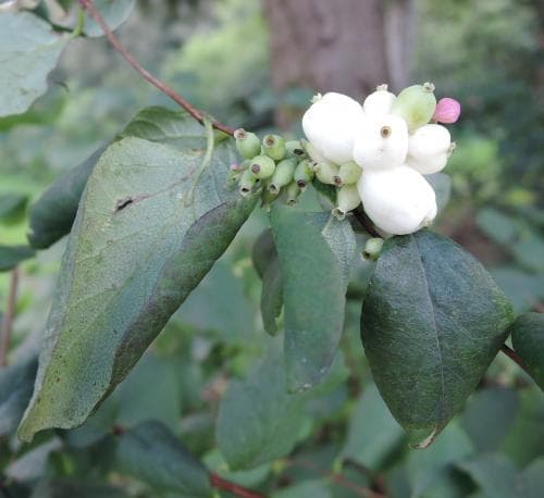 snöbär Symphoricarpos albus var. laevigatus