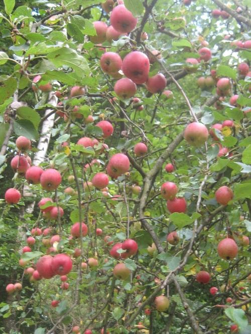 apel Malus domestica
