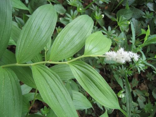vipprams Maianthemum racemosum