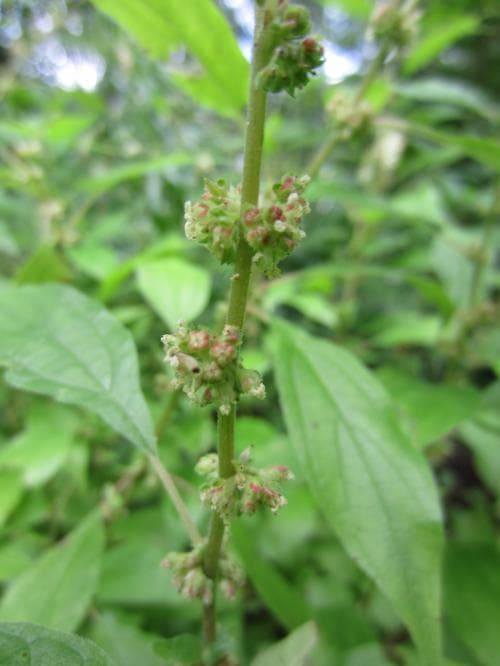 väggört Parietaria officinalis
