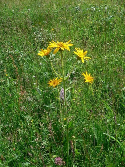 slåttergubbe Arnica montana