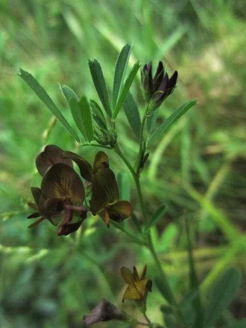 mellanlusern Medicago sativa subsp. x varia
