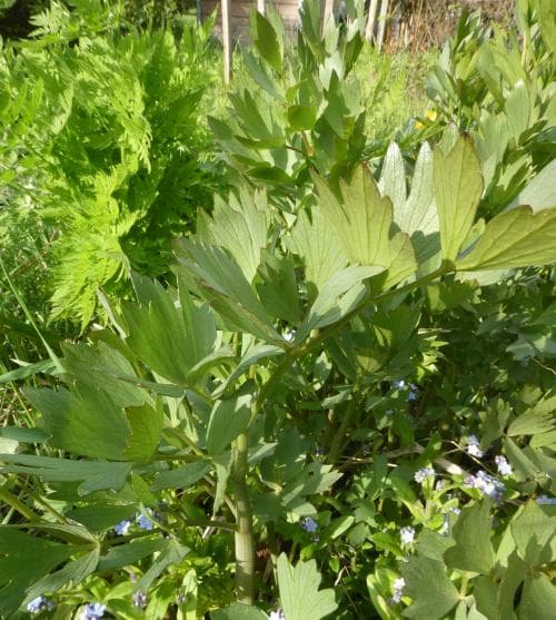 libbsticka Levisticum officinale