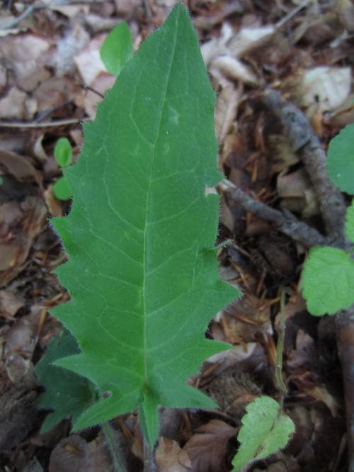 praktfibbla Hieracium grandidens