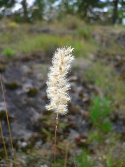 grusslok Melica ciliata