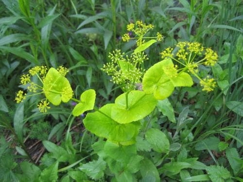 vingloka Smyrnium perfoliatum