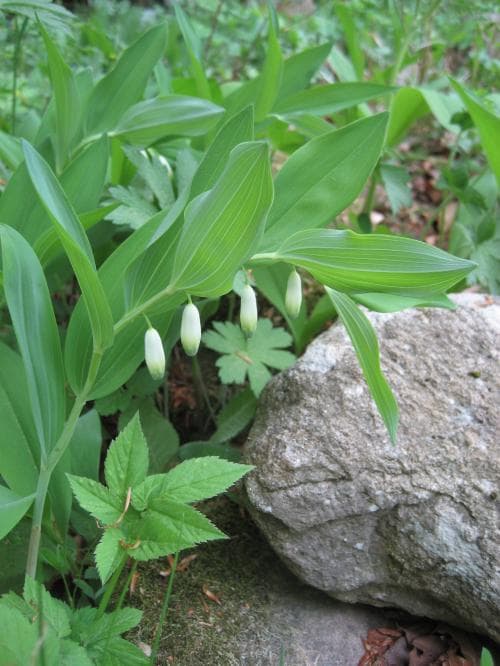 getrams Polygonatum odoratum