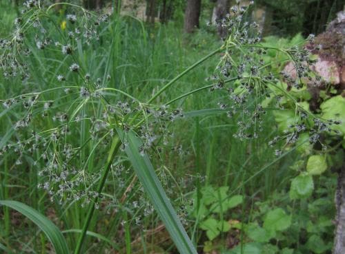 skogssäv Scirpus sylvaticus