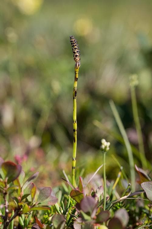 smalfräken Equisetum variegatum