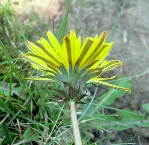 Gelerts maskros Taraxacum gelertii