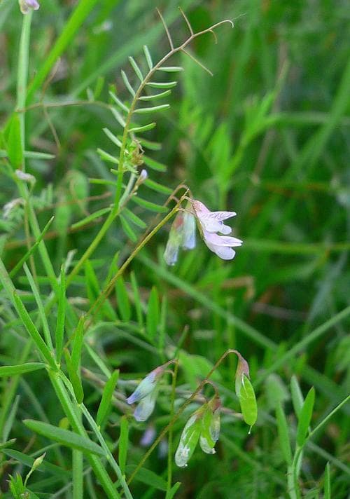 sparvvicker Vicia tetrasperma