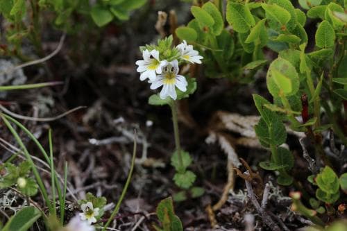 tromsögontröst Euphrasia hyperborea