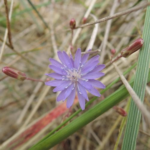 sandsallat Lactuca tatarica