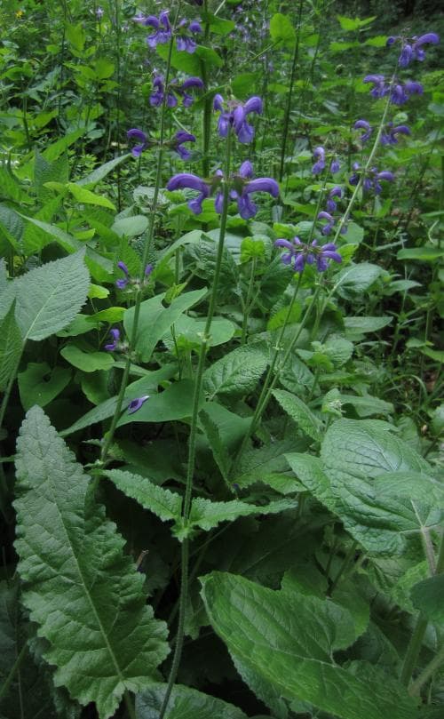 rumänsk salvia Salvia transsylvanica