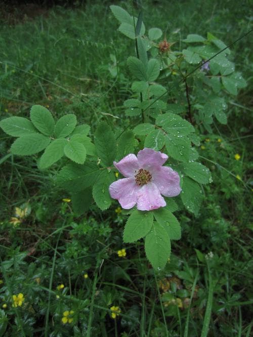 äkta kanelros Rosa majalis var. majalis