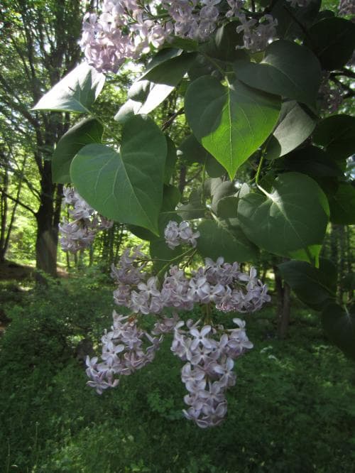 syren Syringa vulgaris