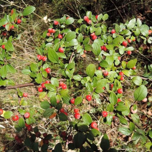 rosenoxbär Cotoneaster dielsianus