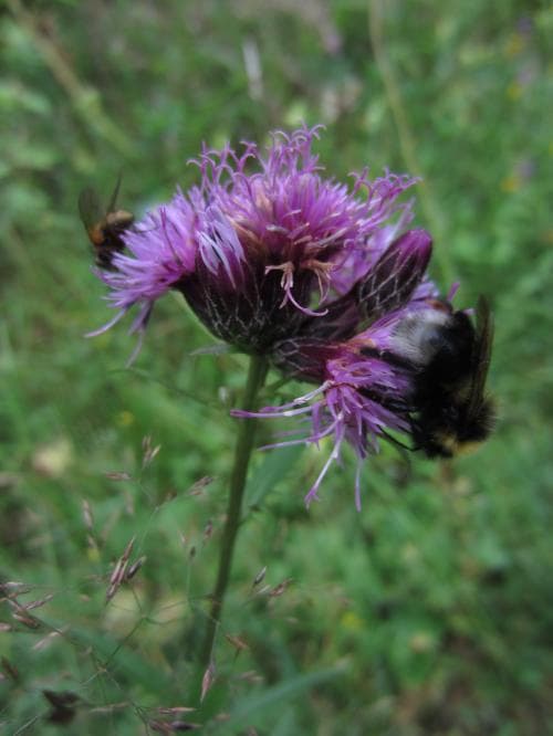 ängsskära Serratula tinctoria
