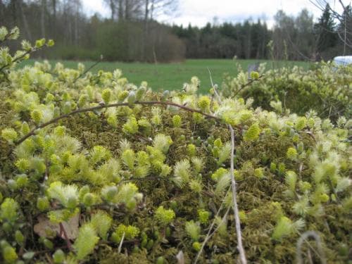 vanligt krypvide Salix repens var. repens
