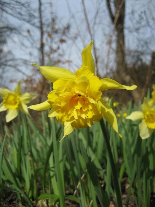 fylld påsklilja Narcissus pseudonarcissus var. plenus