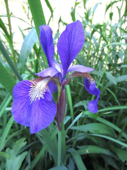 violiris Iris sanguinea