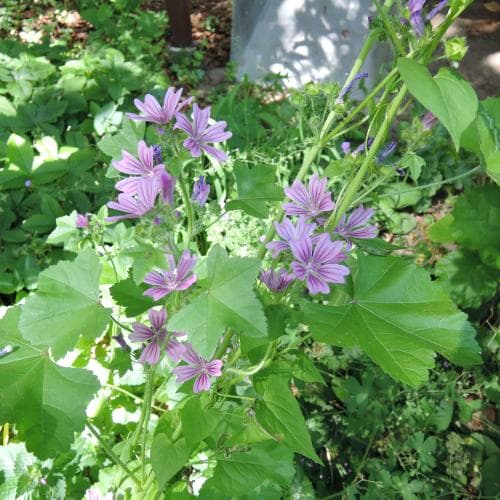 vanlig rödmalva Malva sylvestris subsp. sylvestris
