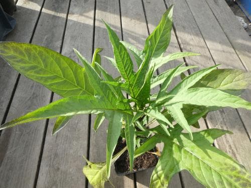 känguruäpple Solanum laciniatum