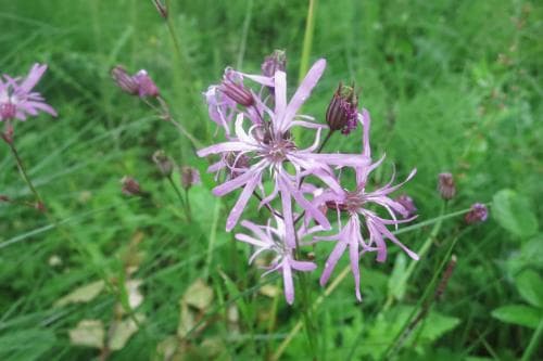 vanligt gökblomster Lychnis flos-cuculi subsp. flos-cuculi