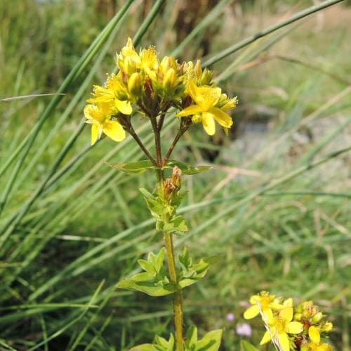 kärrjohannesört Hypericum tetrapterum