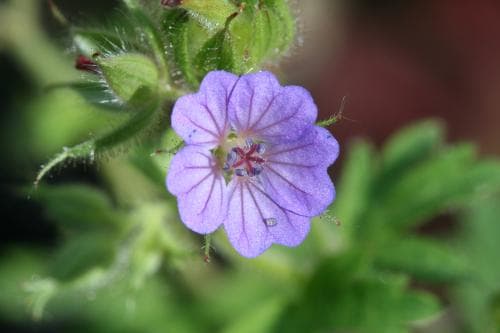 brandnäva Geranium lanuginosum