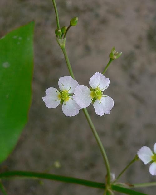 svalting Alisma plantago-aquatica