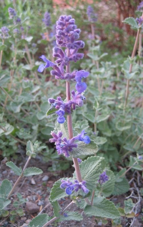 bergnepeta Nepeta racemosa