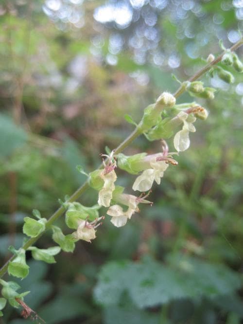 lundgamander Teucrium scorodonia