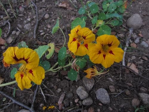 indiankrasse Tropaeolum majus