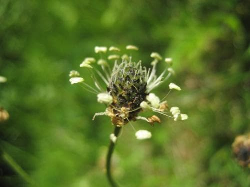 vanliga svartkämpar Plantago lanceolata subsp. lanceolata