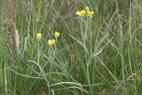 ullranunkel Ranunculus illyricus