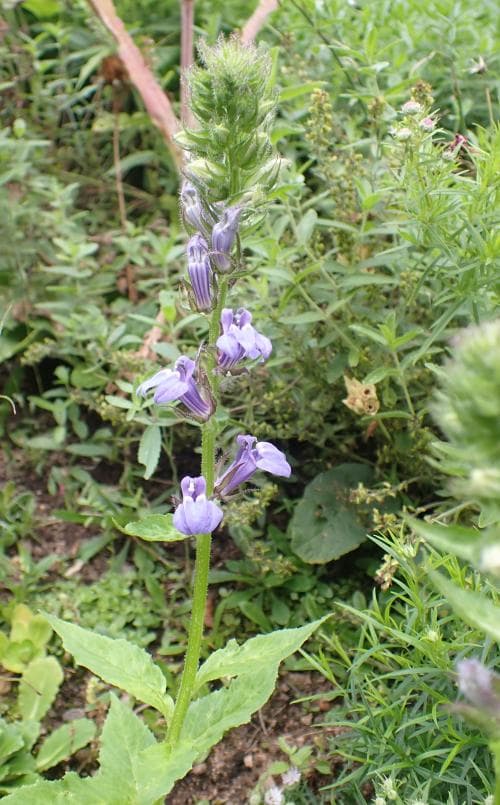 blå axlobelia Lobelia siphilitica