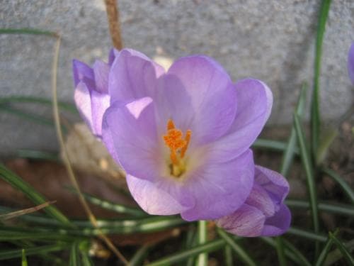 toscanakrokus Crocus etruscus