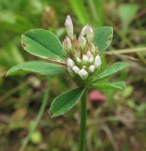 strimklöver Trifolium striatum
