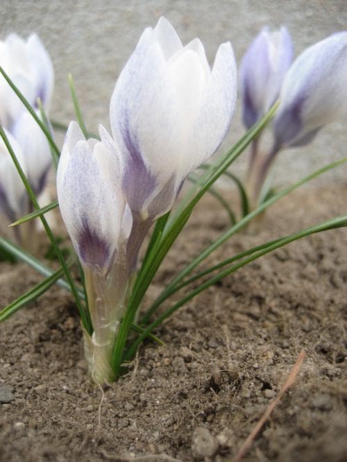 blå bägarkrokus Crocus biflorus