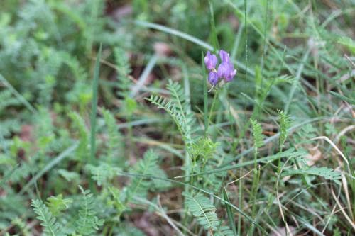 strandvedel Astragalus danicus