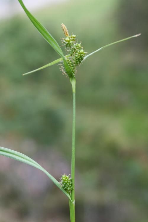 grönstarr Carex demissa