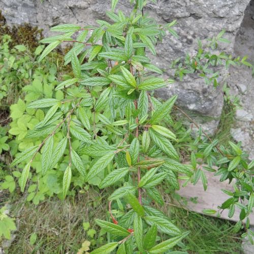 videoxbär Cotoneaster salicifolius