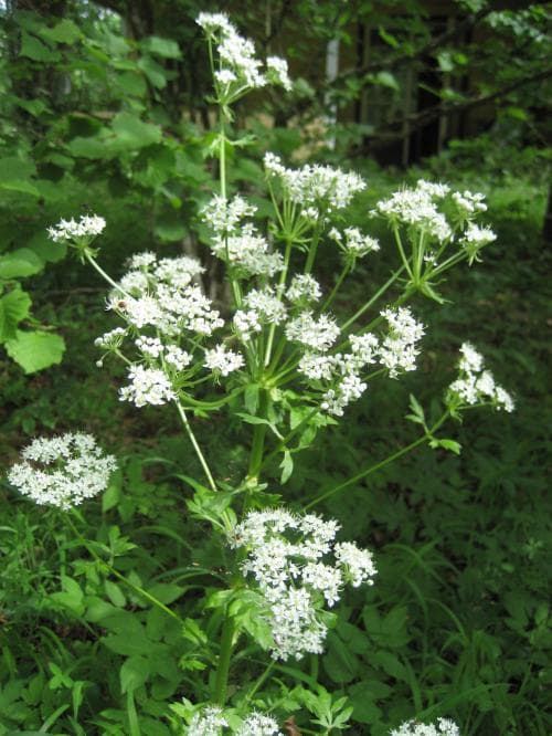 piploka Pleurospermum austriacum