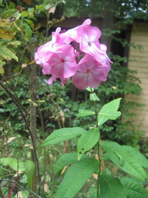 höstflox Phlox paniculata