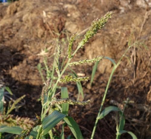 hönshirs Echinochloa crus-galli