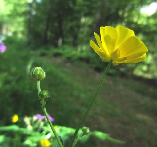 vanlig smörblomma Ranunculus acris subsp. acris