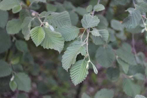 vanlig gråal Alnus incana subsp. incana